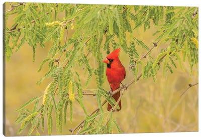 USA, Arizona, Sonoran Desert. Male cardinal in tree.  Canvas Art Print - Cardinal Art