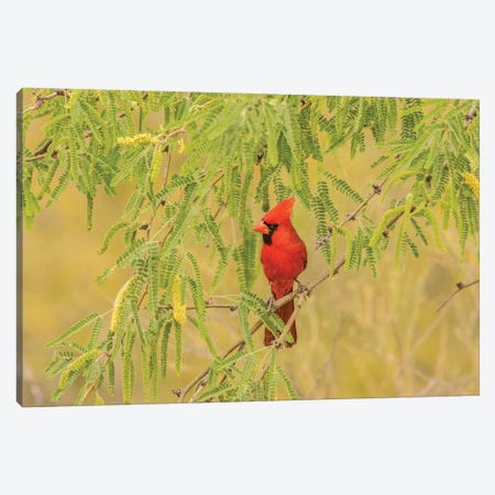 USA, Arizona, Sonoran Desert. Male cardinal in tree.  Canvas Print #JYG620} by Jaynes Gallery Canvas Art Print