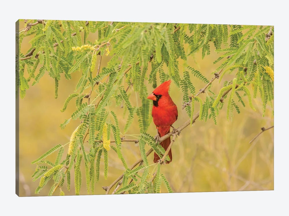USA, Arizona, Sonoran Desert. Male cardinal in tree.  by Jaynes Gallery 1-piece Canvas Wall Art
