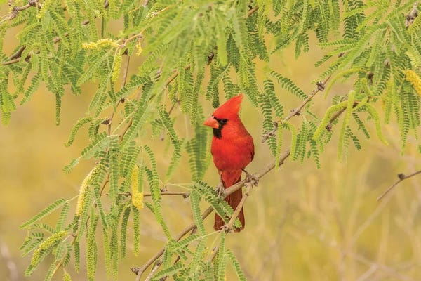 Cardinals: USA, Arizona, Sonoran Desert. Male cardinal in tree.  by Jaynes Gallery