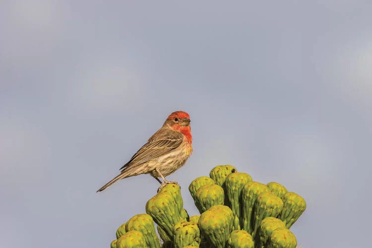 USA, Arizona, Sonoran Desert. Male house finch on saguaro cactus buds. 