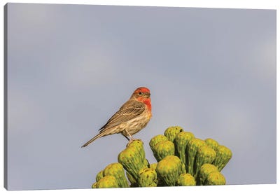 USA, Arizona, Sonoran Desert. Male house finch on saguaro cactus buds.  Canvas Art Print - Finch Art
