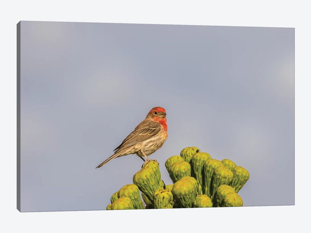 USA, Arizona, Sonoran Desert. Male house finch on saguaro cactus buds.  by Jaynes Gallery 1-piece Canvas Print