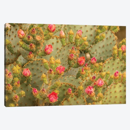 USA, Arizona, Sonoran Desert. Prickly pear cactus blossoms.  Canvas Print #JYG622} by Jaynes Gallery Art Print