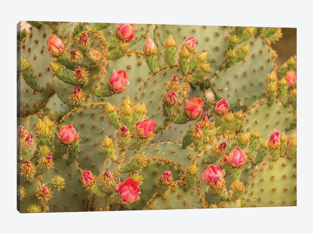 USA, Arizona, Sonoran Desert. Prickly pear cactus blossoms.  by Jaynes Gallery 1-piece Canvas Artwork