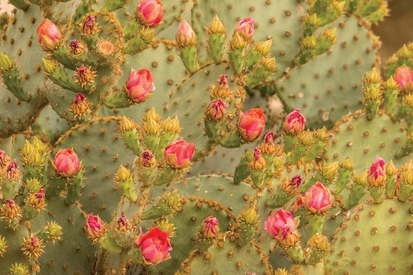 Blossoms: USA, Arizona, Sonoran Desert. Prickly pear cactus blossoms.  by Jaynes Gallery