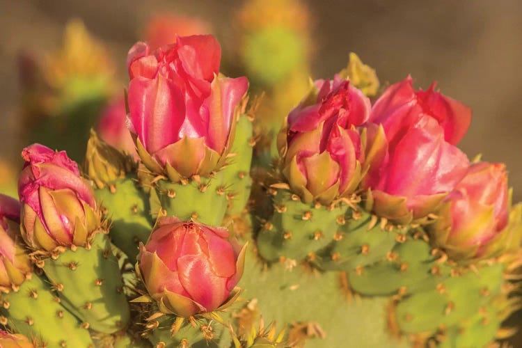 USA, Arizona, Sonoran Desert. Prickly pear cactus blossoms. 