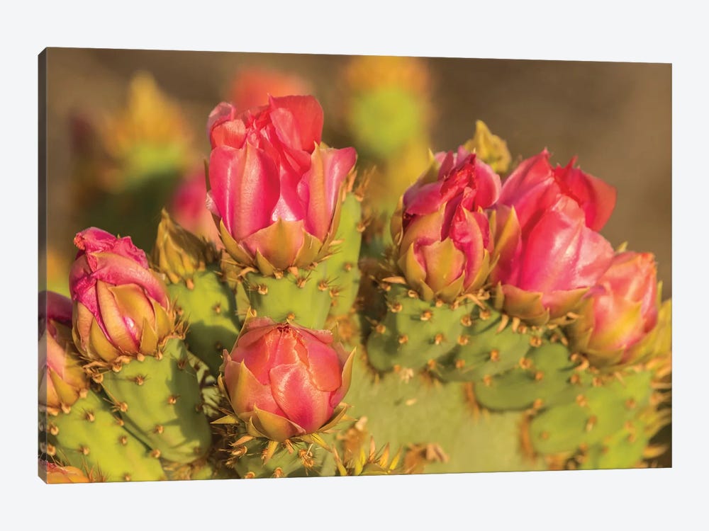 USA, Arizona, Sonoran Desert. Prickly pear cactus blossoms.  by Jaynes Gallery 1-piece Art Print