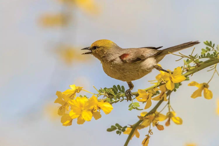 USA, Arizona, Sonoran Desert. Verdin bird on limb. 