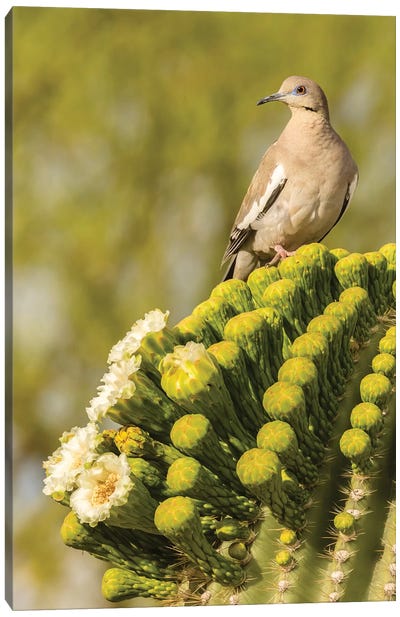 USA, Arizona, Sonoran Desert. White-winged dove on saguaro cactus.  Canvas Art Print - Dove & Pigeon Art