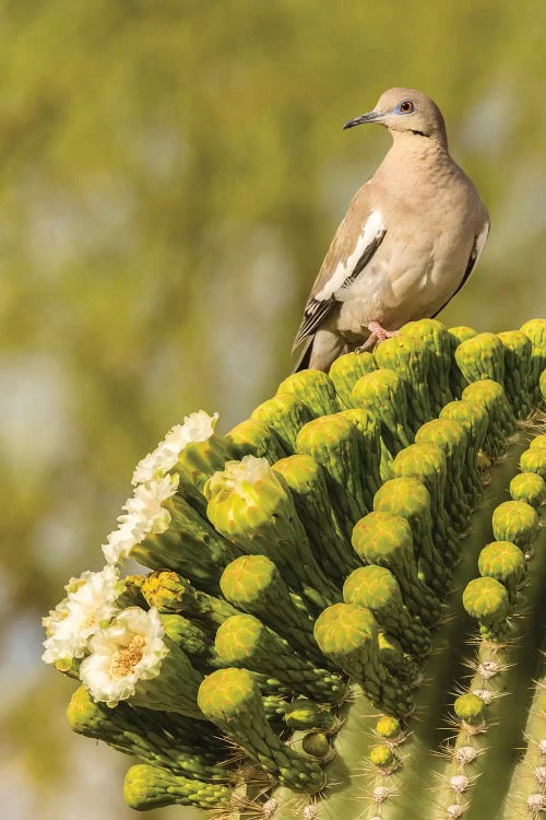 USA, Arizona, Sonoran Desert. White-winged dove on saguaro cactus. 