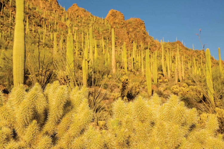 USA, Arizona, Tucson Mountain Park. Sonoran Desert landscape. 