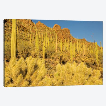 USA, Arizona, Tucson Mountain Park. Sonoran Desert landscape.  Canvas Print #JYG626} by Jaynes Gallery Canvas Wall Art