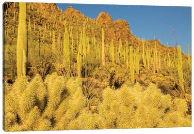 USA, Arizona, Tucson Mountain Park. Sonoran Desert landscape.  Canvas Art Print - Tucson Art