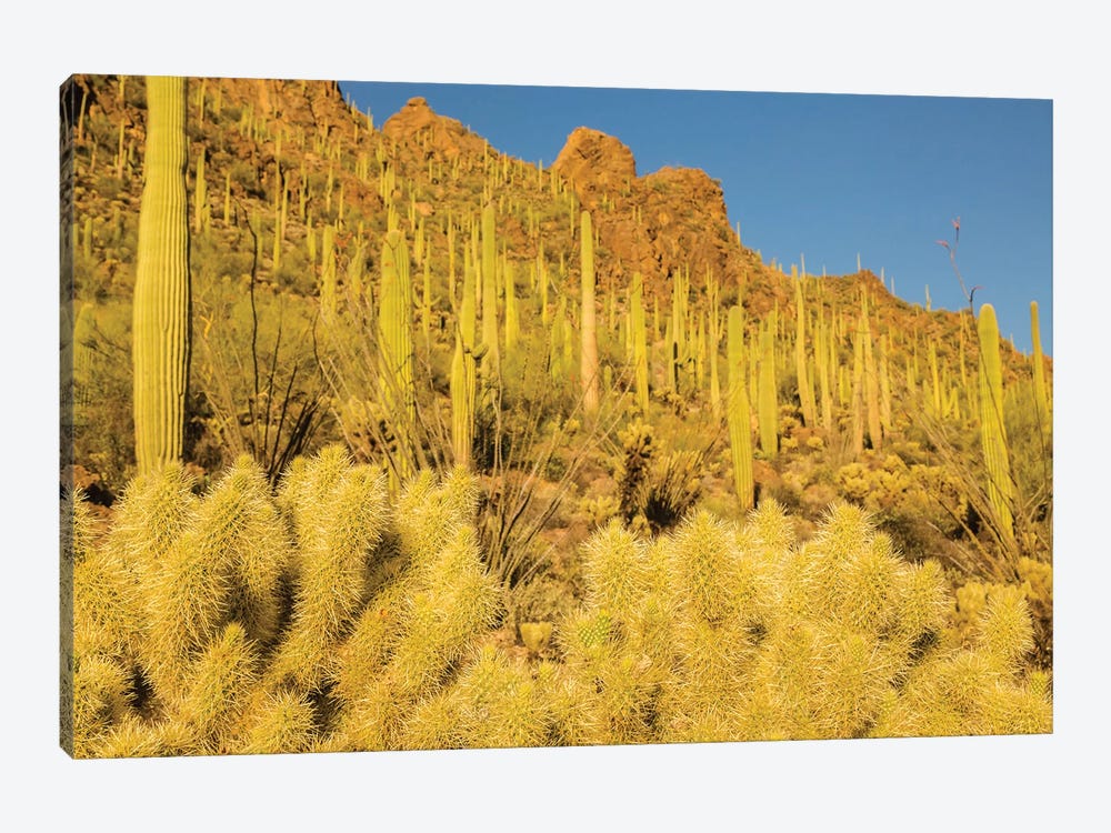 USA, Arizona, Tucson Mountain Park. Sonoran Desert landscape.  by Jaynes Gallery 1-piece Canvas Art