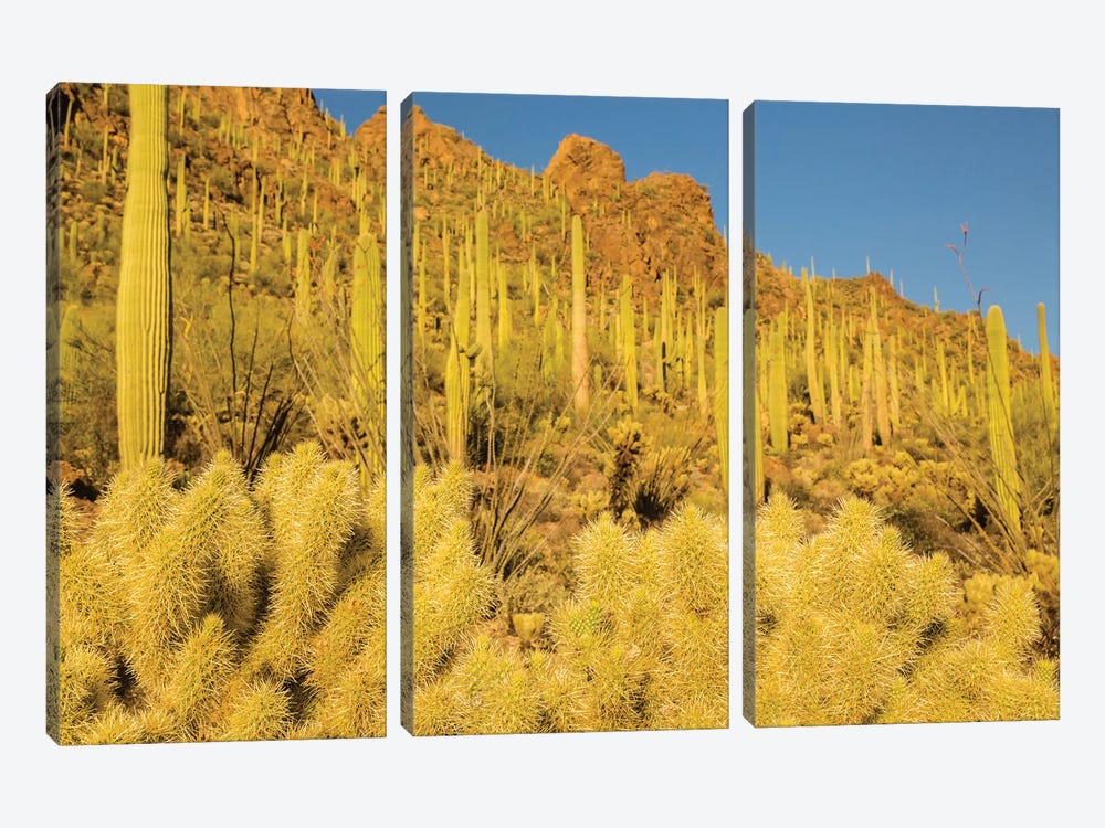 USA, Arizona, Tucson Mountain Park. Sonoran Desert landscape.  by Jaynes Gallery 3-piece Canvas Art