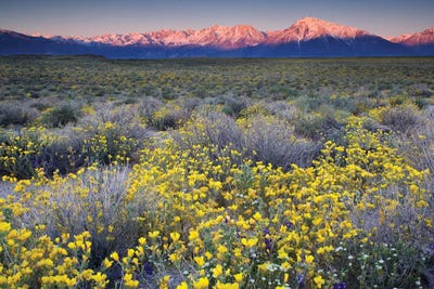 USA, California, Bishop. Venus blazing star flowers covering valley. by Jaynes Gallery canvas print