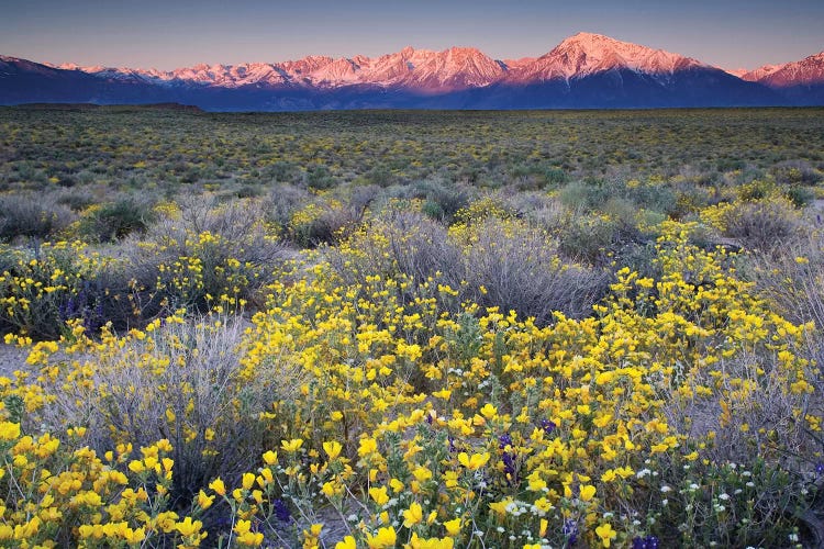 USA, California, Bishop. Venus blazing star flowers covering valley.