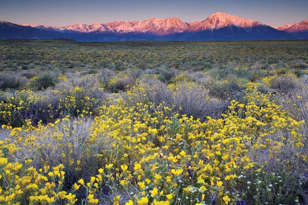 Bishop, California: USA, California, Bishop. Venus blazing star flowers covering valley. by Jaynes Gallery