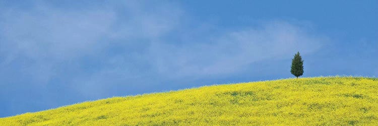 Italy, Tuscany. Lone cypress tree on flower-covered hillside II