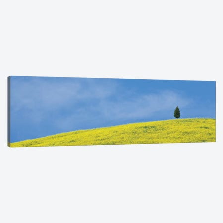 Italy, Tuscany. Lone cypress tree on flower-covered hillside II Canvas Print #JYG62} by Jaynes Gallery Canvas Wall Art
