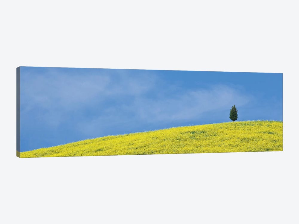 Italy, Tuscany. Lone cypress tree on flower-covered hillside II by Jaynes Gallery 1-piece Art Print