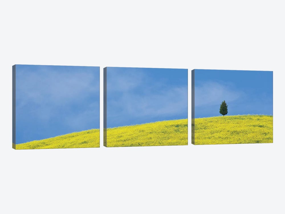 Italy, Tuscany. Lone cypress tree on flower-covered hillside II by Jaynes Gallery 3-piece Canvas Print