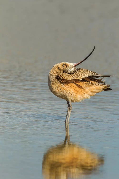 USA, California, San Luis Obispo. Long-billed curlew in water.