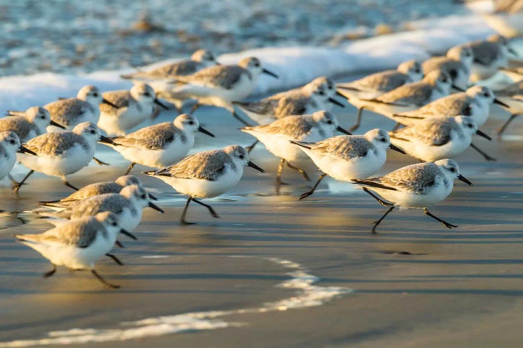 USA, California, San Luis Obispo. Sanderlings running in the surf.