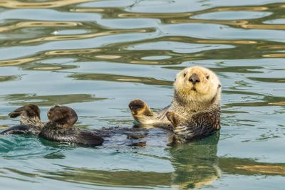 USA, California, San Luis Obispo. Sea otter waving. by Jaynes Gallery framed canvas print