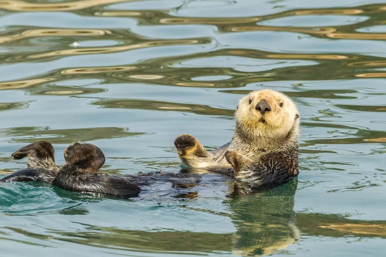 USA, California, San Luis Obispo. Sea otter waving.