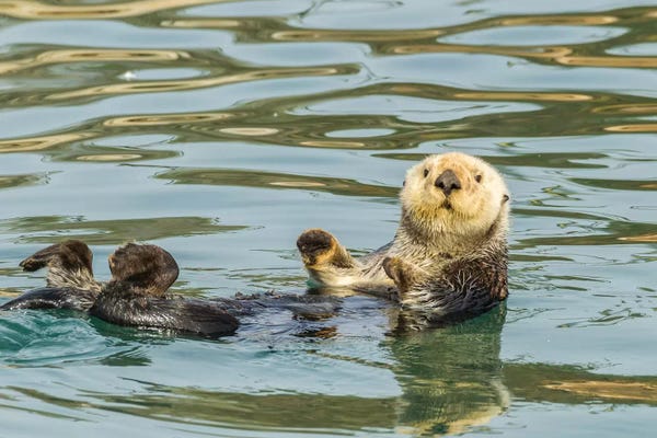 Dingley Green: USA, California, San Luis Obispo. Sea otter waving. by Jaynes Gallery