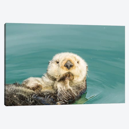 USA, California, San Luis Obispo. Sea otter waving. Canvas Print #JYG636} by Jaynes Gallery Art Print
