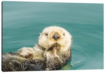 USA, California, San Luis Obispo. Sea otter waving. Canvas Art Print - Otter Art