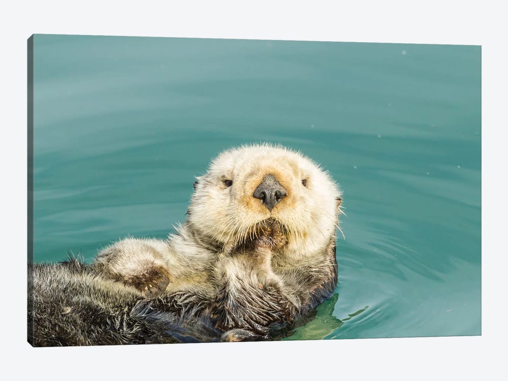 USA, California, San Luis Obispo. Sea otter waving. by Jaynes Gallery 1-piece Canvas Print