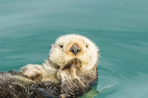 Otters: USA, California, San Luis Obispo. Sea otter waving. by Jaynes Gallery