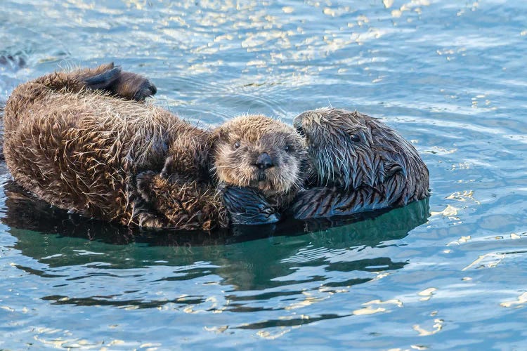 USA, California, San Luis Obispo. Sea otter waving.