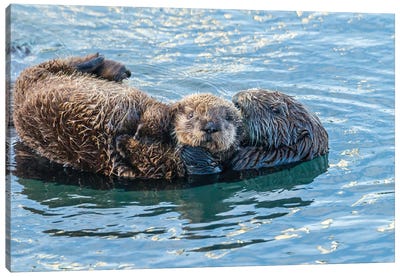 USA, California, San Luis Obispo. Sea otter waving. Canvas Art Print - Otter Art