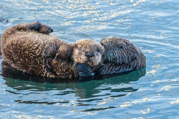 Otters: USA, California, San Luis Obispo. Sea otter waving. by Jaynes Gallery