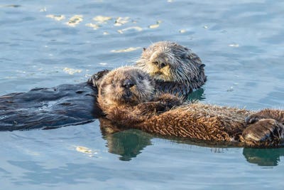 USA, California, San Luis Obispo. Sea otter waving. by Jaynes Gallery framed canvas print