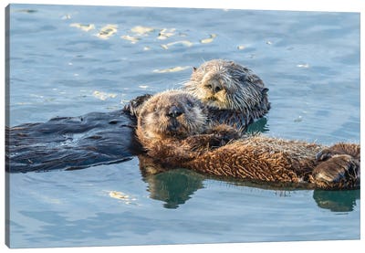 USA, California, San Luis Obispo. Sea otter waving. Canvas Art Print