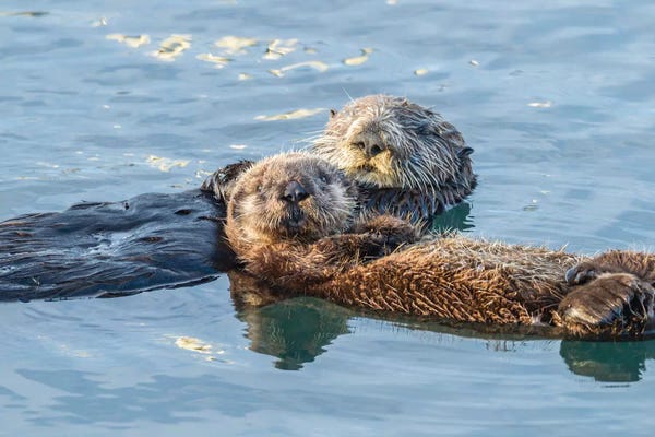 Otters: USA, California, San Luis Obispo. Sea otter waving. by Jaynes Gallery
