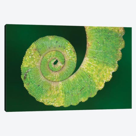 USA, California. Close-up of tail of Jackson's chameleon. Canvas Print #JYG639} by Jaynes Gallery Canvas Artwork