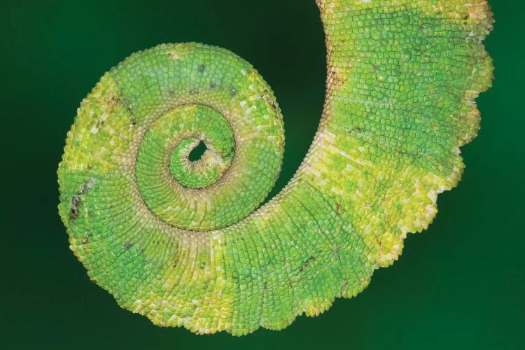 USA, California. Close-up of tail of Jackson's chameleon.