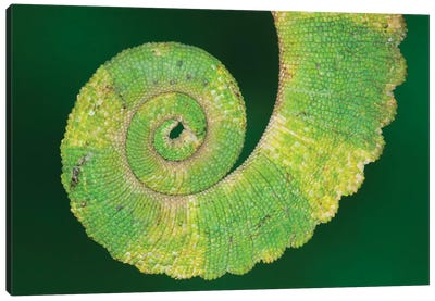 USA, California. Close-up of tail of Jackson's chameleon. Canvas Art Print
