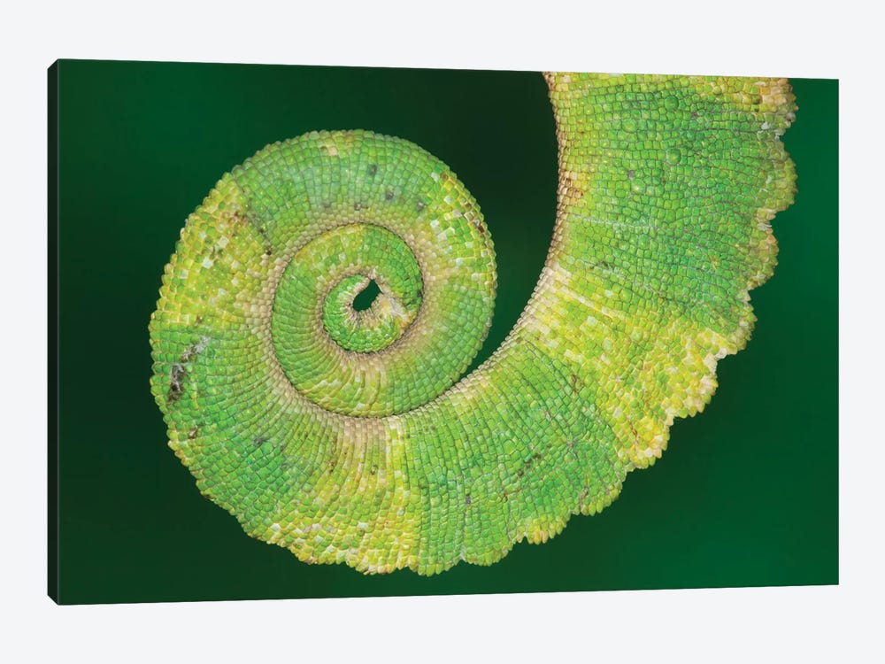 USA, California. Close-up of tail of Jackson's chameleon. by Jaynes Gallery 1-piece Canvas Wall Art