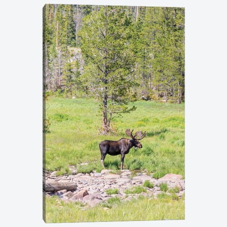 USA, Colorado, Cameron Pass. Bull moose with antlers. Canvas Print #JYG640} by Jaynes Gallery Canvas Art Print