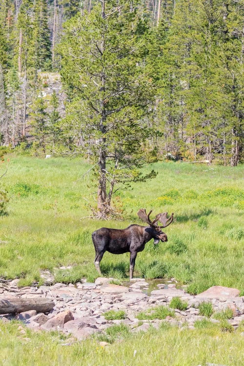 USA, Colorado, Cameron Pass. Bull moose with antlers.