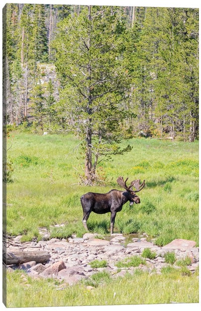 USA, Colorado, Cameron Pass. Bull moose with antlers. Canvas Art Print