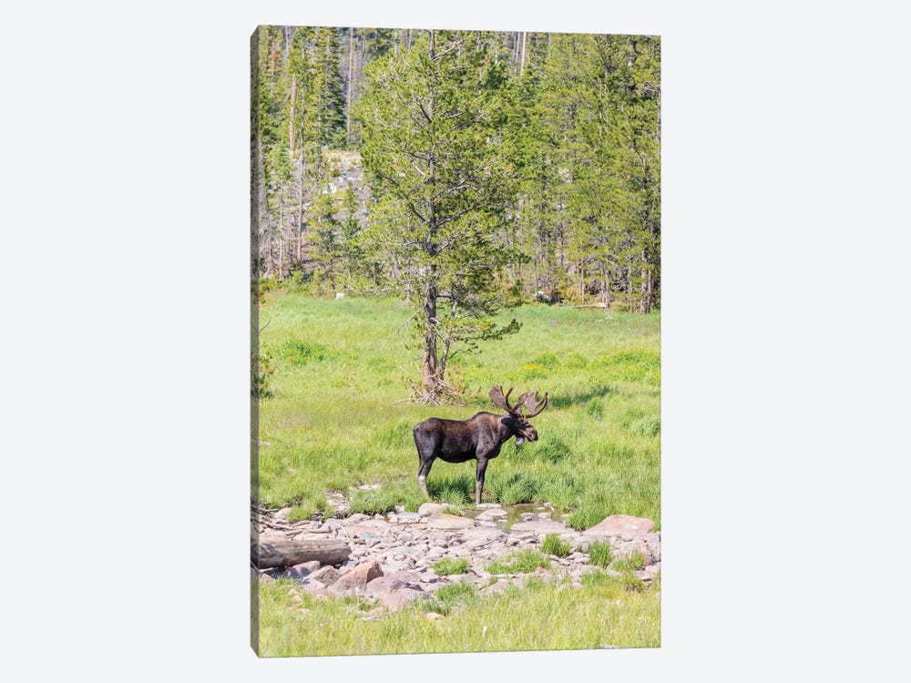 USA, Colorado, Cameron Pass. Bull moose with antlers. by Jaynes Gallery 1-piece Canvas Artwork